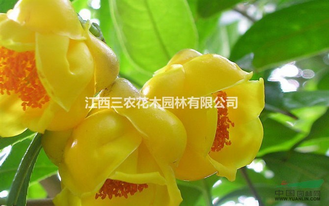 茶花樹(shù)批發(fā)價(jià) H20-40四季金花茶介紹