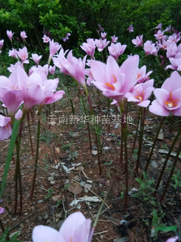 大量供應(yīng)紅花韭蘭種球