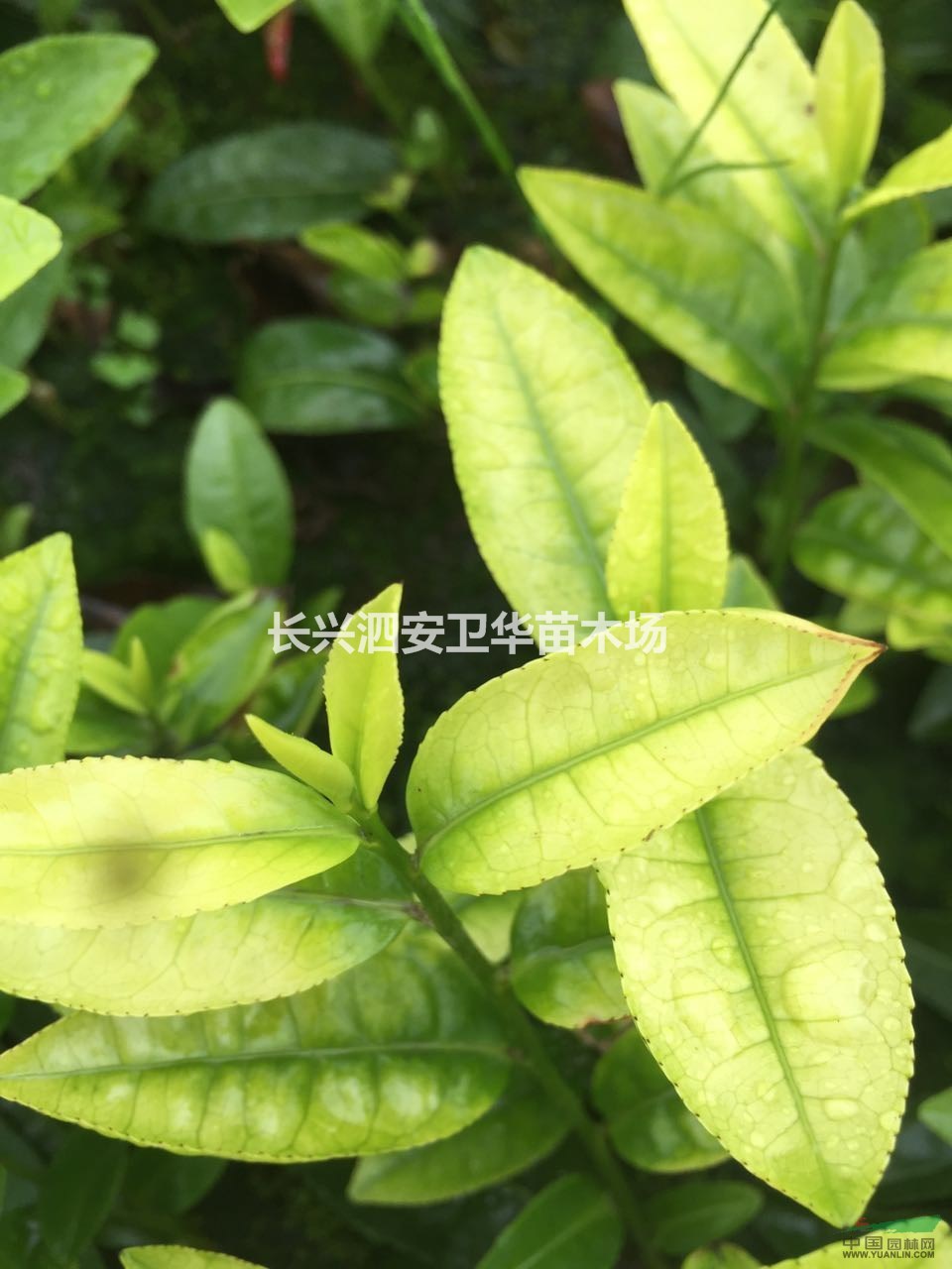 茶葉苗。白茶  黃金茶  苗量大1千萬株