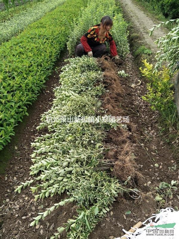 萧山小郑园艺场大量低价出售，金边黄杨色块苗，毛球