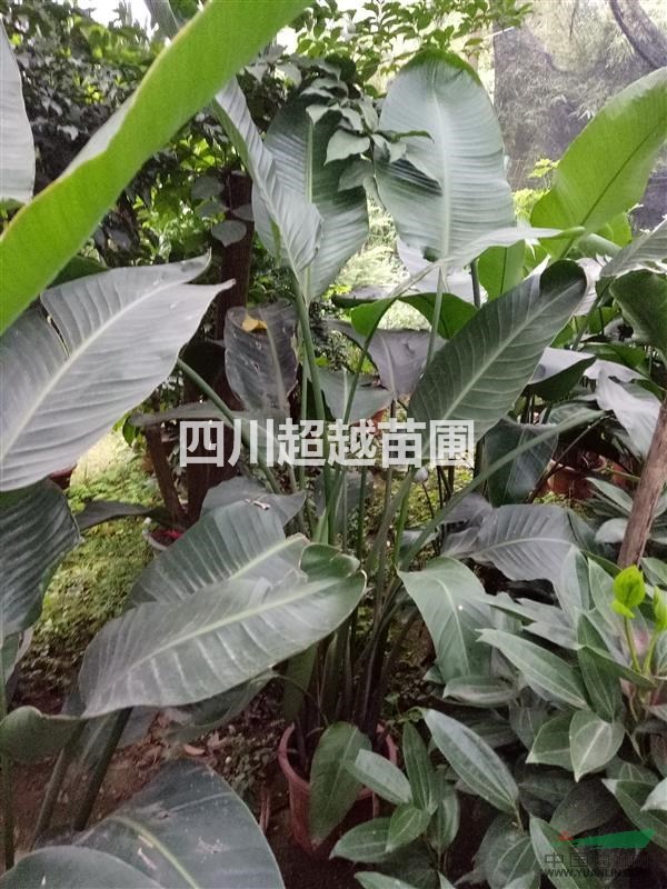 發財樹、彩葉姜、新西蘭麻、澳洲朱蕉、紅豆杉、南洋杉、龍須樹