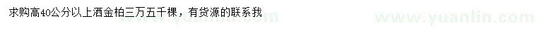 求購高40公分以上灑金柏
