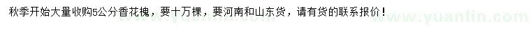 求購5公分香花槐