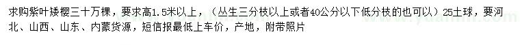 求購高1.5米以上紫葉矮櫻