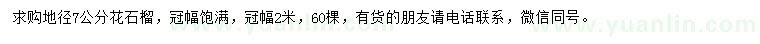 求購地徑7公分花石榴