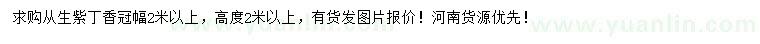 求購冠幅2米以上從生紫丁香