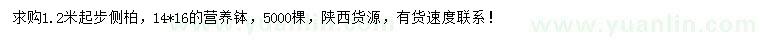 求購1.2米起步側(cè)柏