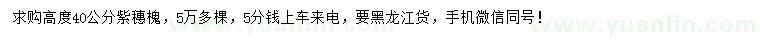 求購(gòu)高度40公分紫穗槐