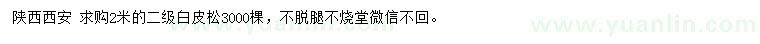 求購2米白皮松