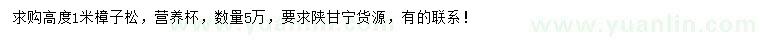 求購高度1米樟子松