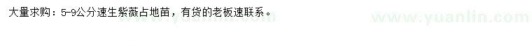 求購(gòu)5-9公分速生紫薇