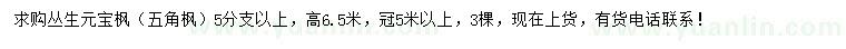 求購高6.5米叢生元寶楓（五角楓）
