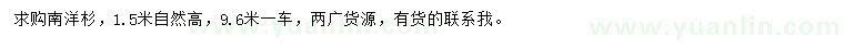 求購自然高1.5米南洋杉