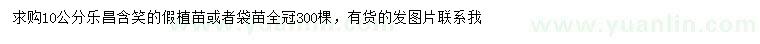 求購10公分樂昌含笑