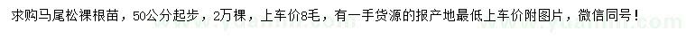 求購50公分起步馬尾松