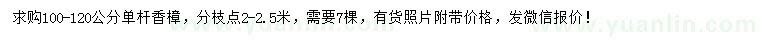 求購100-120公分香樟