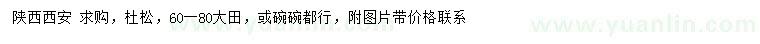 求購60-80公分杜松
