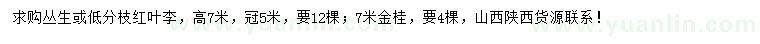 求購高7米紅葉李、金桂