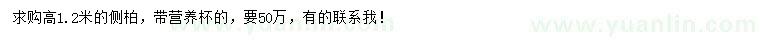 求購高1.2米側(cè)柏