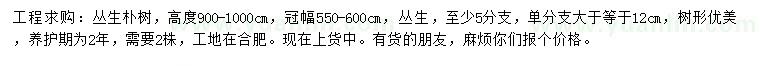 求購高900-1000公分叢生樸樹