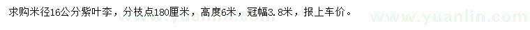 求購米徑16公分紫葉李