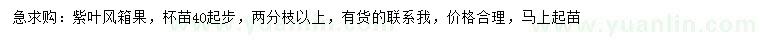 求購40公分起步紫葉風(fēng)箱果
