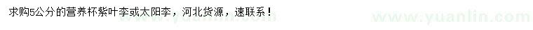 求購5公分紫葉李、太陽李