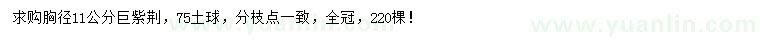 求購胸徑11公分巨紫荊