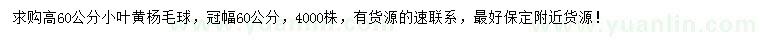 求購高60公分小葉黃楊毛球