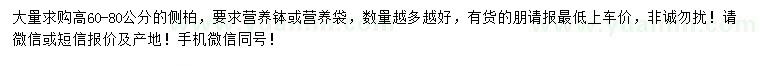 求購高60-80公分側(cè)柏