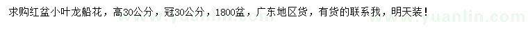 求購高30公分小葉龍船花