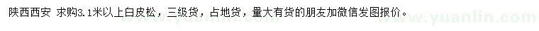 求購3.1米以上白皮松