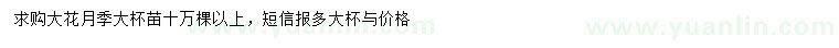 求購大花月季