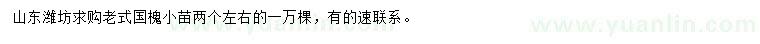 求購老式國槐小苗