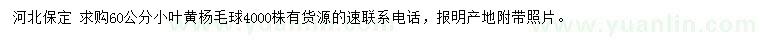 求購60公分小葉黃楊