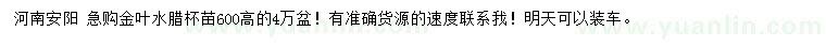 求購金葉水臘杯苗