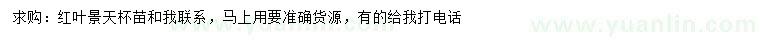 求購紅葉景天杯苗