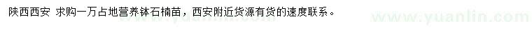 求購(gòu)石楠苗