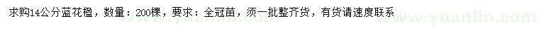 求購14公分藍花楹