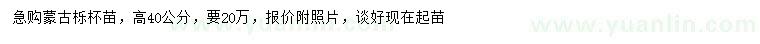 求購高40公分蒙古櫟