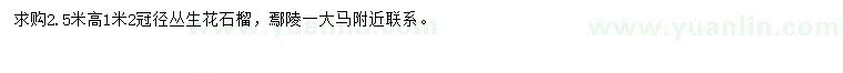 求購高2.5米叢生花石榴