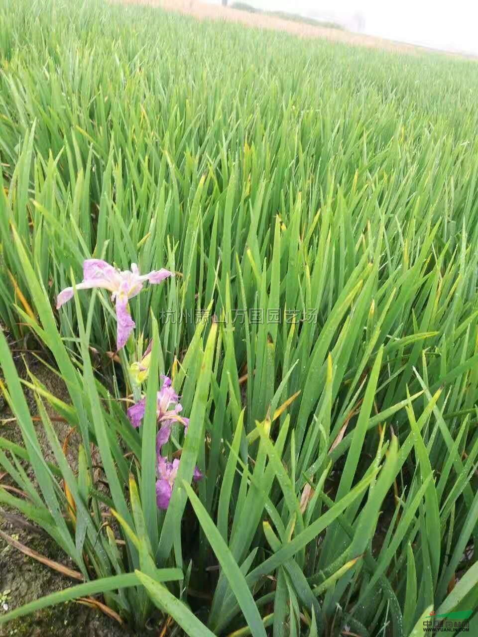 浙江常綠鳶尾