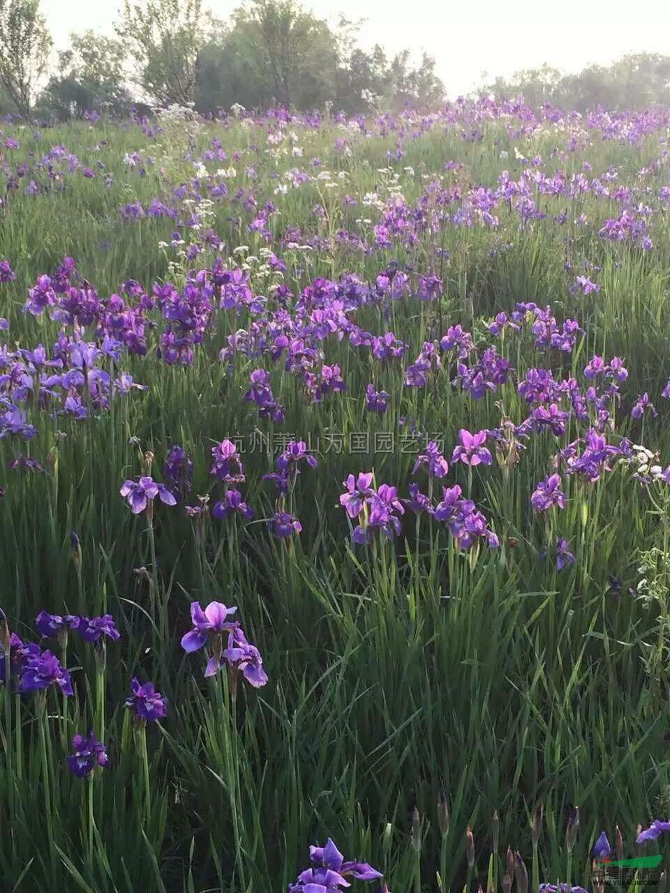 浙江德國(guó)鳶尾最新報(bào)價(jià)/德國(guó)鳶尾圖片