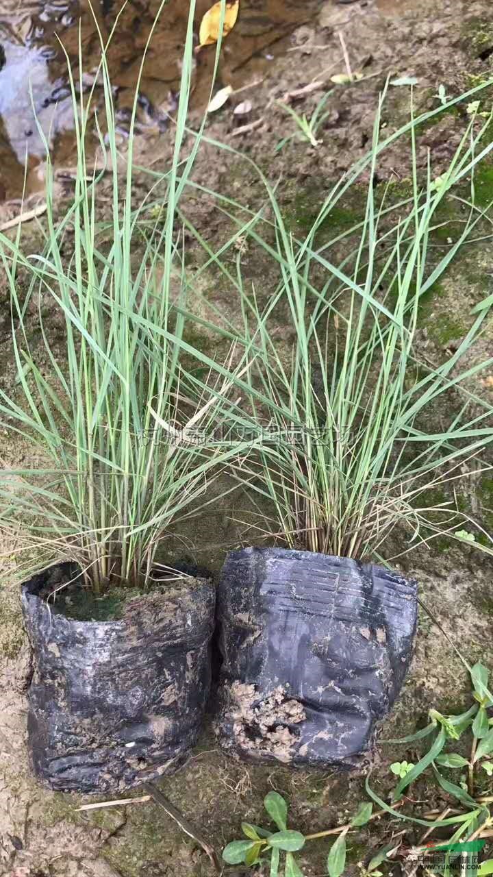 浙江粉黛亂子草