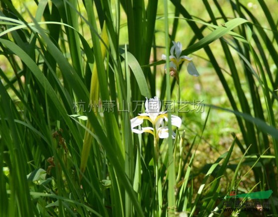 浙江花菖蒲信息