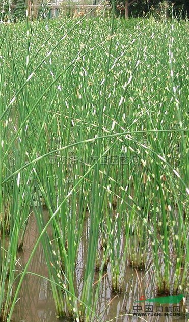 浙江花葉水蔥介紹