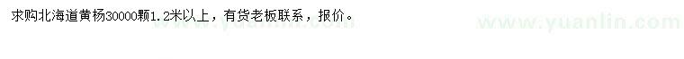 求購1.2米以上北海道黃楊