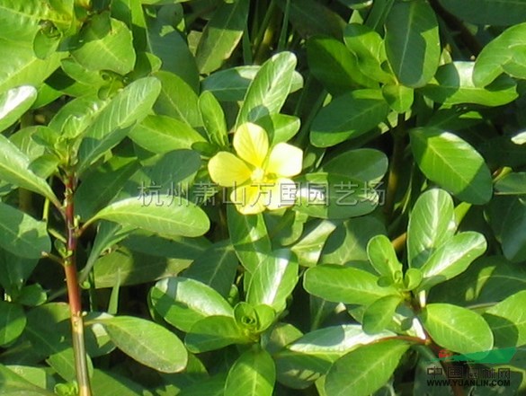 浙江黃花水龍介紹