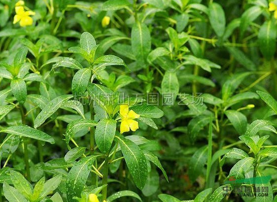 浙江黃花水龍介紹