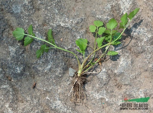 水芹菜行情報(bào)價(jià)\水芹菜圖片展示